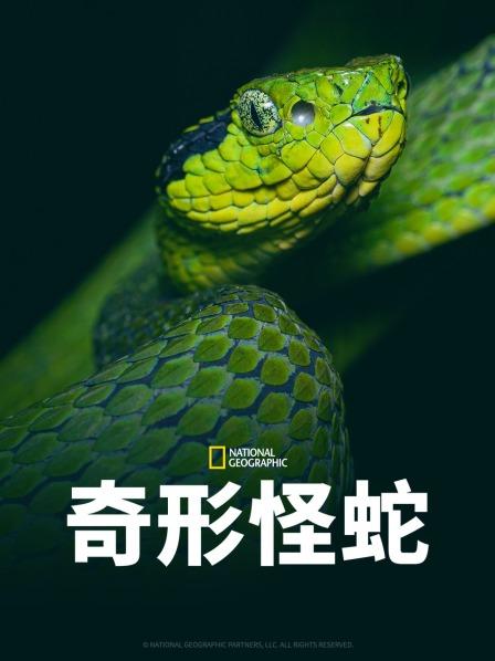 爱豆传媒《奇形怪蛇》免费在线观看